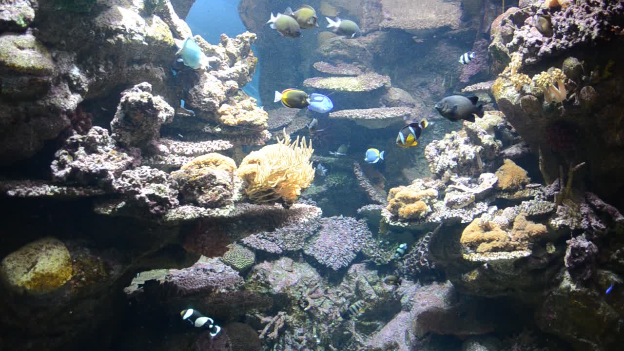 Spagna - Acquario di Barcellona