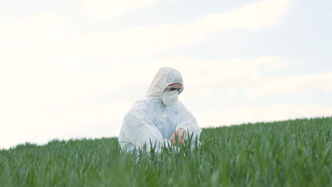 caucasian researcher man in protective suit and goggles walking in field and picking up herb of wheat