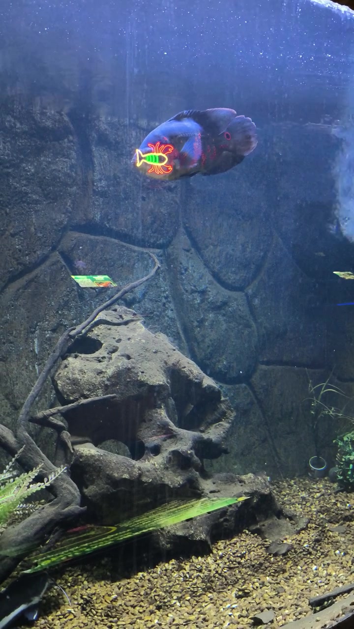 Oscarfisk svømmer i et dekoreret ferskvandsakvarium