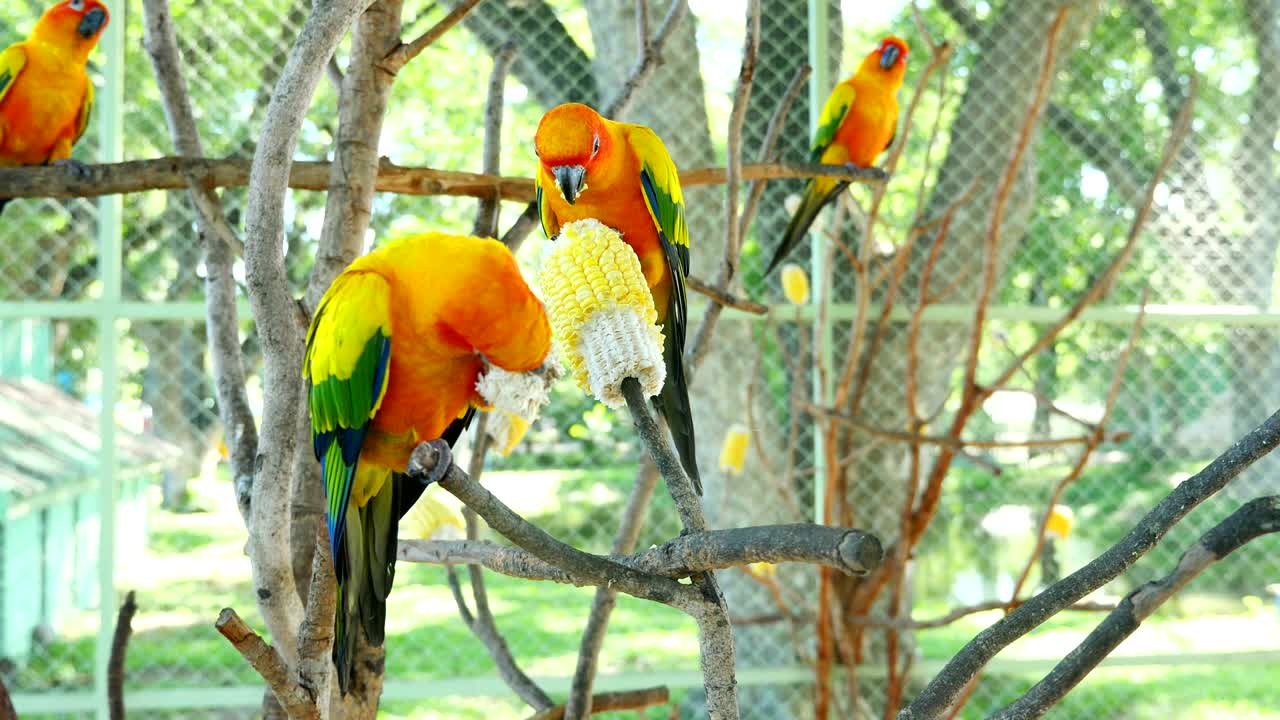 lindos pájaros loro conura del sol comiendo semillas de maíz en la mano de la dama