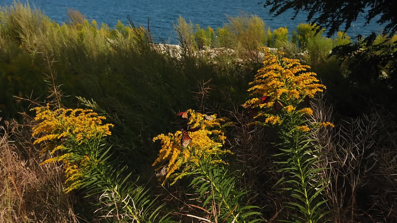 모나크 나비가 날아와 휴식을 취하며 갈조색을 먹는 중간 슬로우 모션 샷