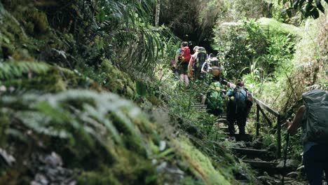 a group of tourists walking along the trail in the jungle