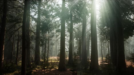 giant sequoia trees at summertime in sequoia national park, california