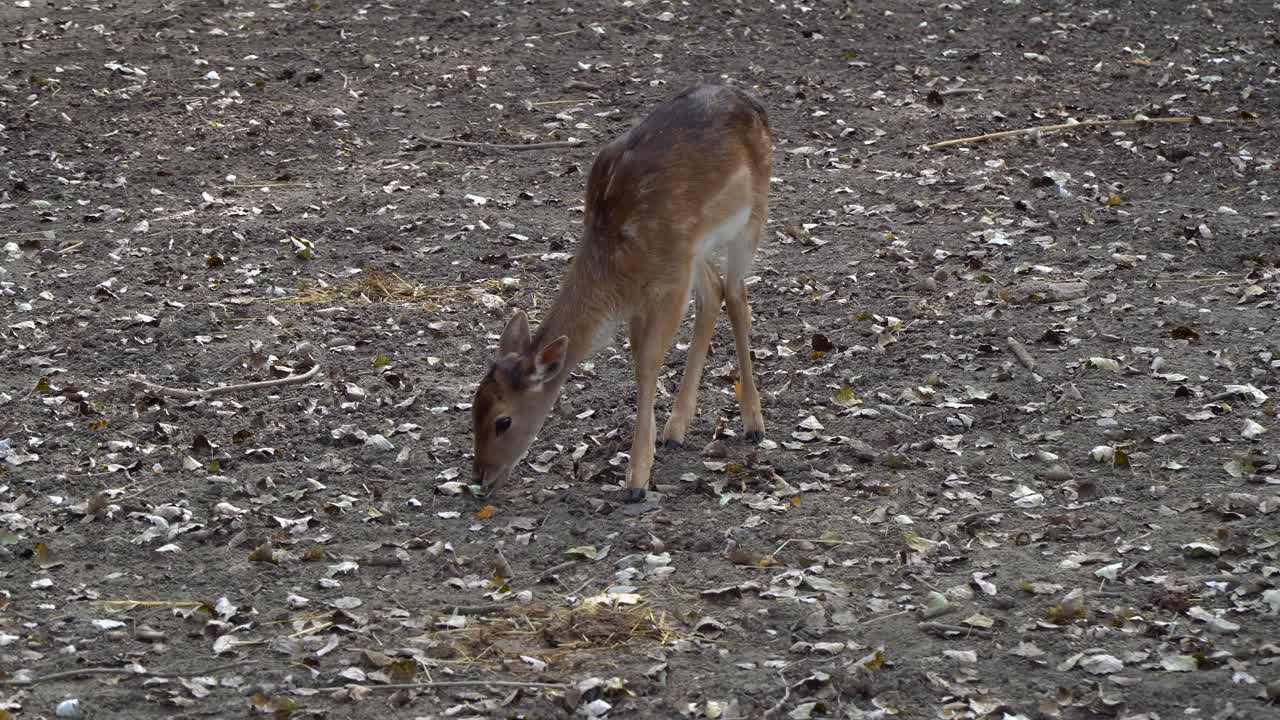 A cute fallow deer fawn picks and eats leaves from the ground