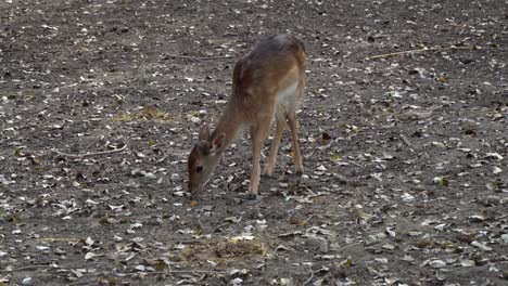 a cute fallow deer fawn picks and eats leaves from the ground