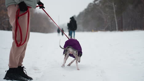 greyhound dog wearing purple coat walks away on snowy path held by red leash, person in winter clothes follows closely, multiple people visible in background during calm snowfall in winter park setting