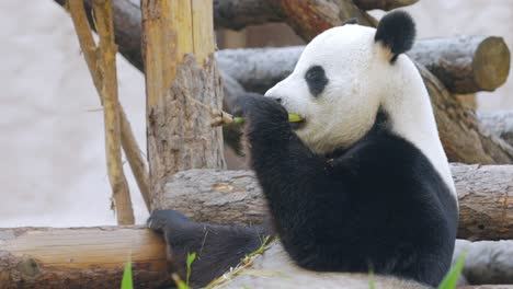 Giant-panda-(Ailuropoda-melanoleuca)-also-known-as-the-panda-bear-or-simply-the-panda,-is-a-bear-native-to-south-central-China.