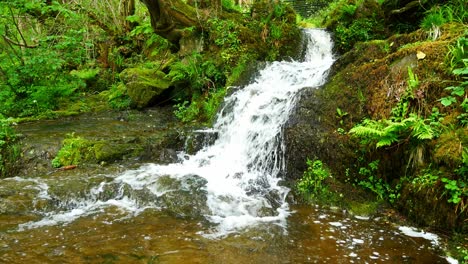 Beautiful-fresh-flowing-clear-creek-waterfall-cascades-in-peaceful-green-forest-foliage-environment