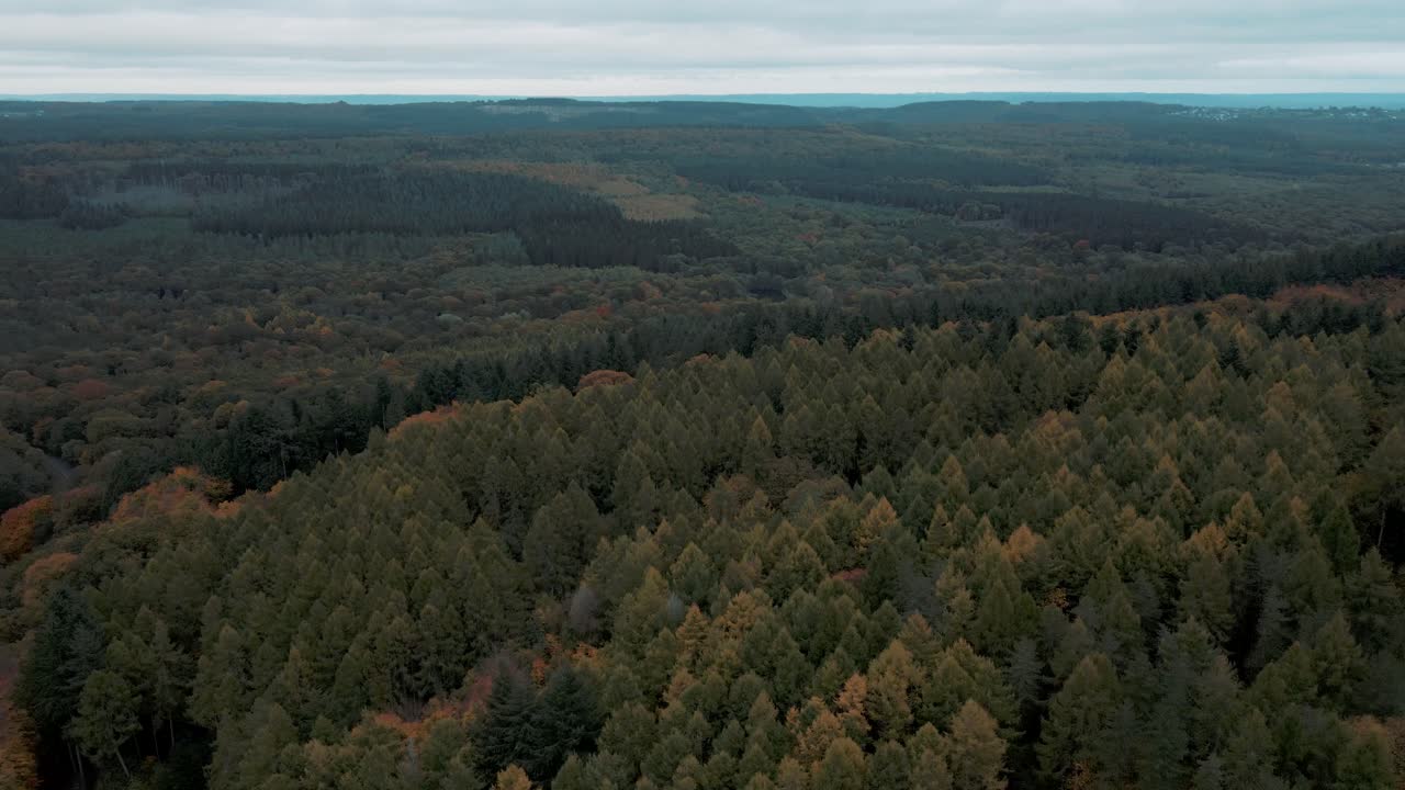 Drone che sorvola la Foresta di Dean, mostrando i ricchi colori autunnali con conifere miste e alberi decidui in un pacifico paesaggio boschivo