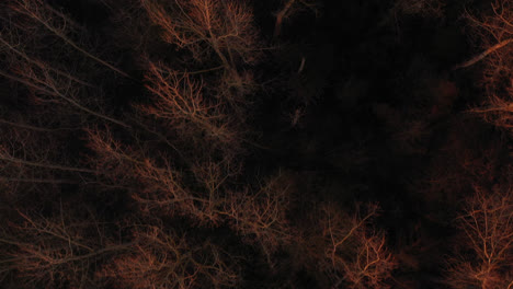 an overhead shot of a forest in france at golden hour