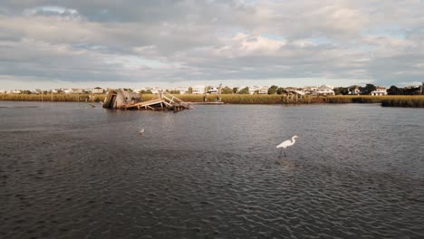 Heron-Camina-En-Primer-Plano-Al-Atardecer-Con-Un-Empujón-Que-Revela-Un-Muelle-Roto-Después-Del-Huracán