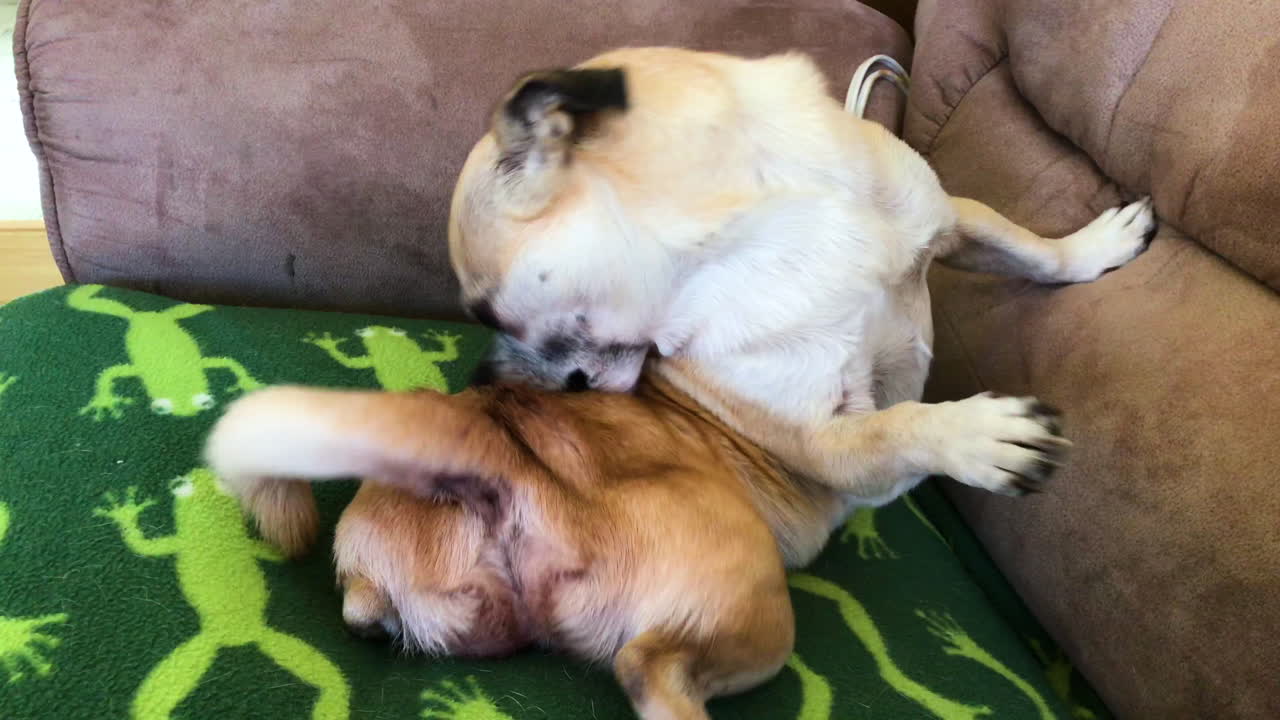 perro pequeño con dermatitis con picazón en la piel masticando su piel