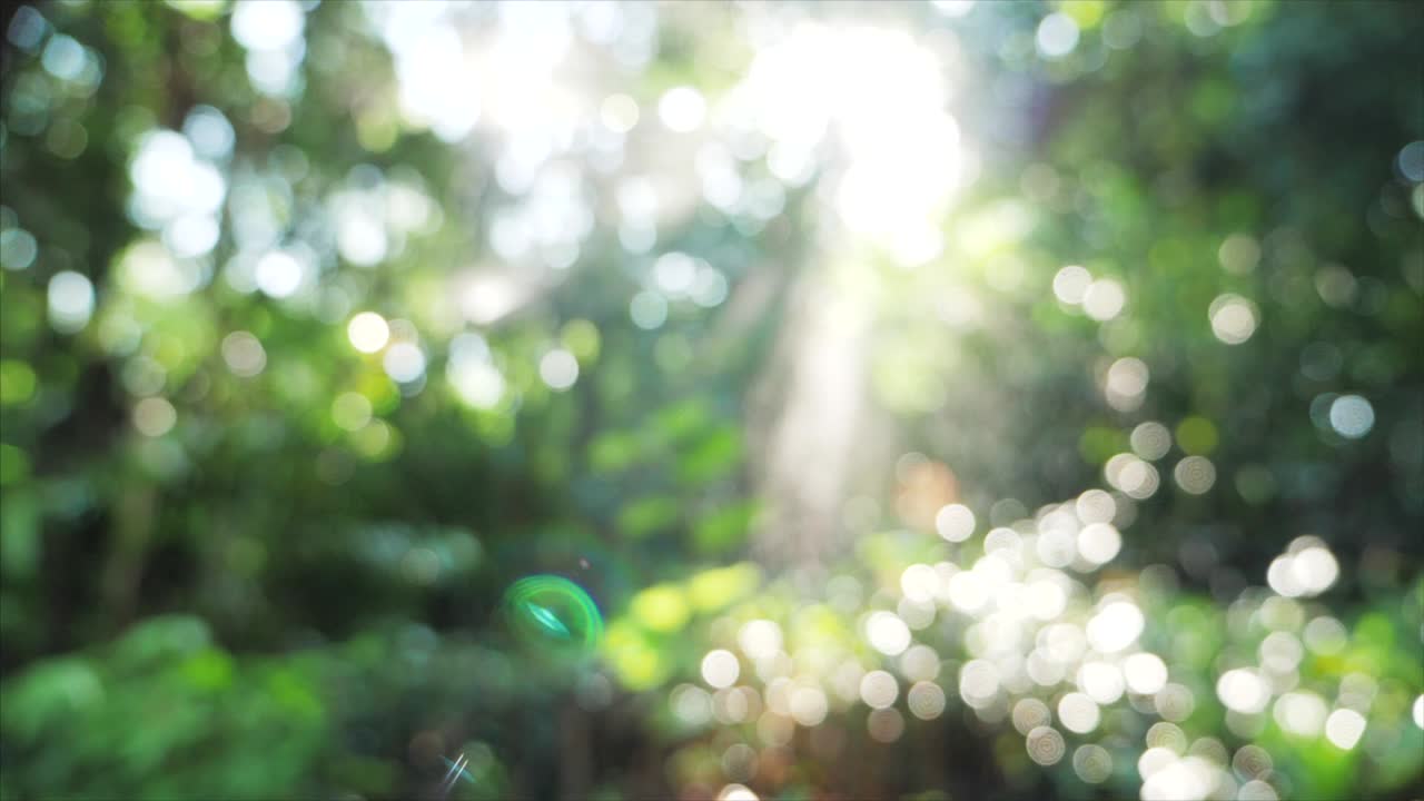 자연에서 아름다운 보케 녹색 배경