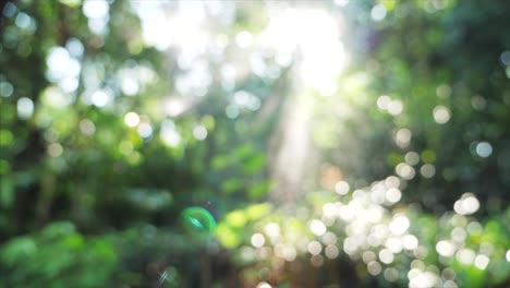 hermoso fondo verde bokeh de la naturaleza