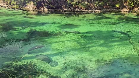 a breathtaking view of manatees gracefully gliding through a crystal-clear spring, peacefully drifting with the gentle flow.