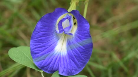 flor de guisante de mariposa azul aciano en un país tropical de sri lanka con hormigas negras en ella