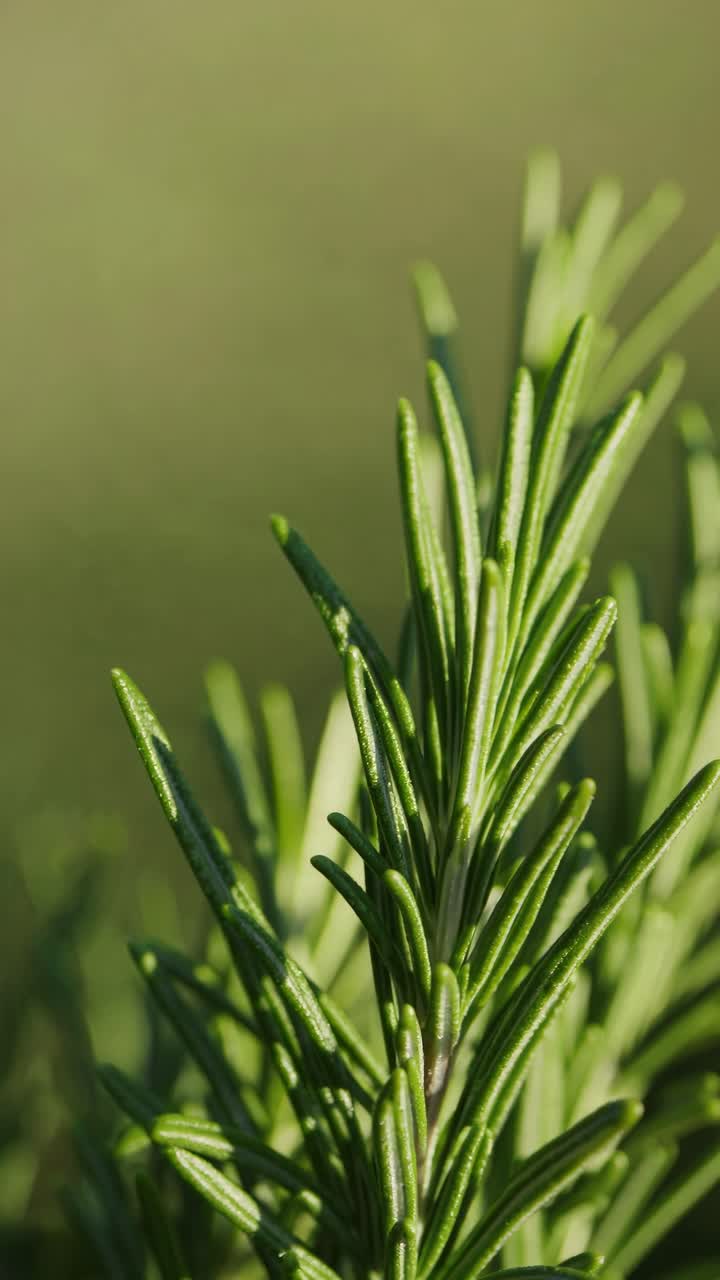 Primo piano video di foglie fresche di rosmarino riprese dal basso, che ne evidenzia il verde vibrante.