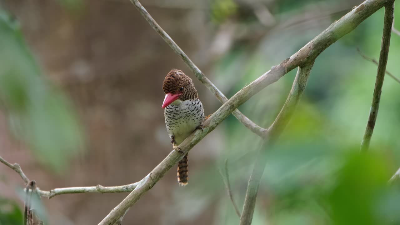 mirando hacia abajo mientras mueve su corona y luego vuela hacia la izquierda, martín pescador con bandas lacedo pulchella, hembra, parque nacional kaeng krachan, tailandia