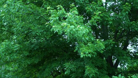 árbol panorámico, hojas verdes y cielos brillantes