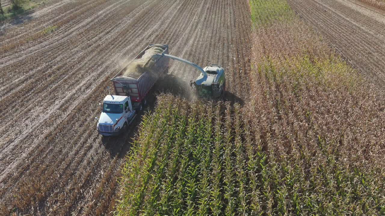 A combine in northeast Wisconsin chops corn for silage. Chopping corn silage is a process for creating high-quality feed for livestock, involving careful timing, moisture management, and equipment