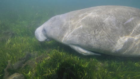 side profile manatee swimming gliding along seaweed floor