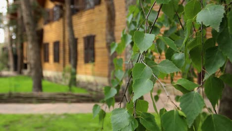 wooden house with birch leaves