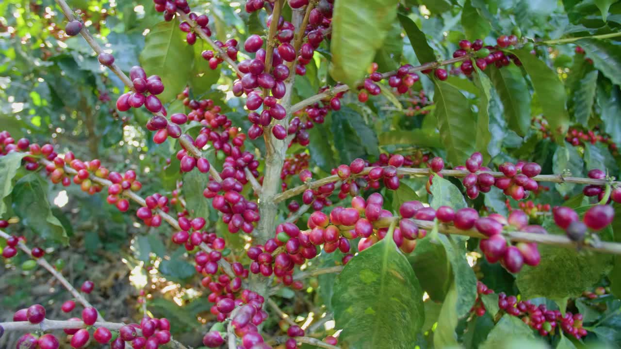 A coffee plant filled with red ripe coffee beans fruit in a windy field