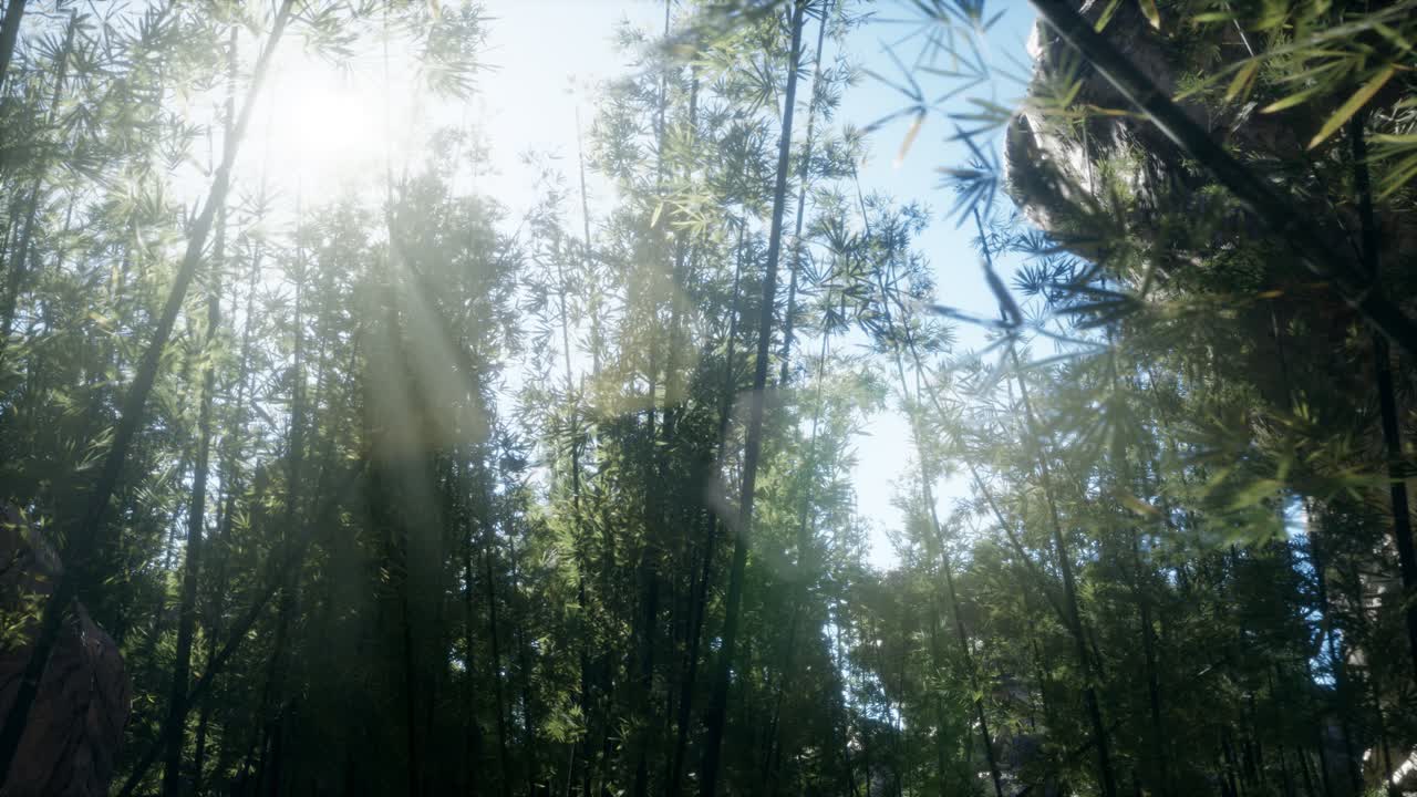 paisaje de un árbol de bambú en la selva tropical, malasia