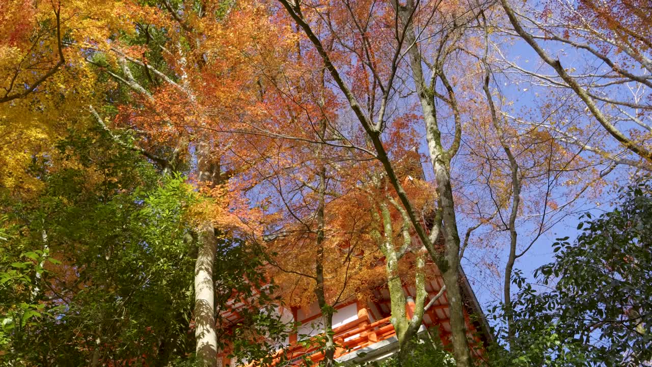 detallado de cerca sobre el techo en el santuario japonés contra el cielo azul rodeado de follaje de otoño