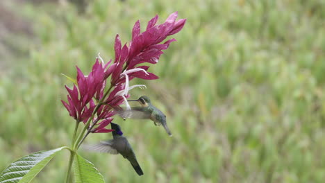 el violetero verde despliega sus orejas violetas