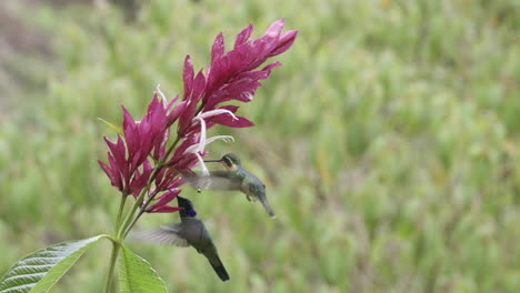 green violetear dislaying his violet ears