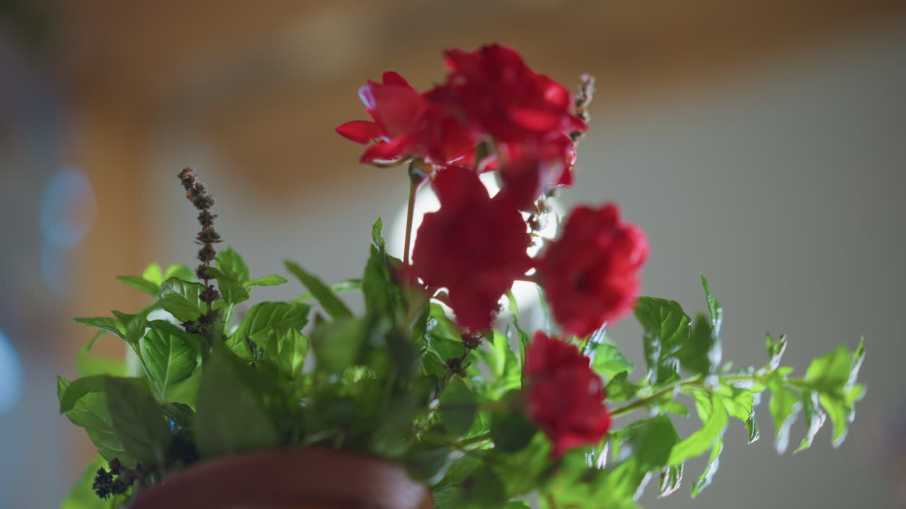 Warm evening kitchen illumination. Charming rustic centerpiece with soft glow. Enchanting homey atmosphere featuring radiant red rose in ceramic pot illuminated by gentle overhead lighting