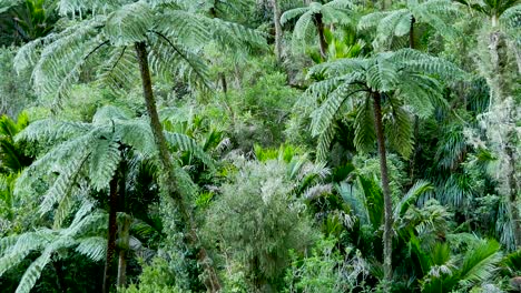 beautiful nature scene of lush green foliage in the new zealand jungle