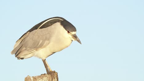 pretty black-crowned night heron enjoying view from above against blue sky and sunlight