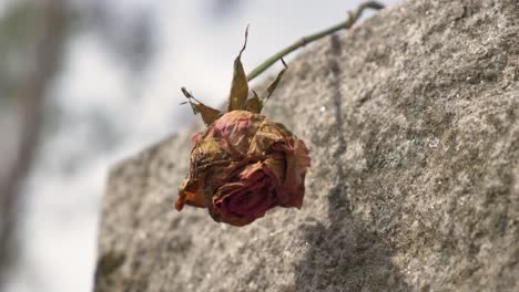 dead rose on top of grave memorial site