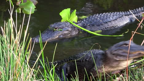 alligators swimming in a swamp in the everglades