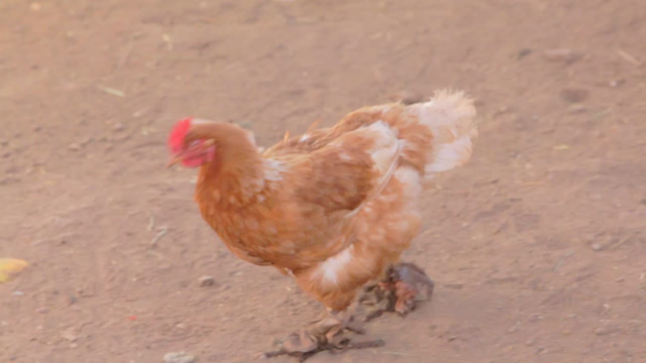 un pollo camina por un camino de tierra en perú