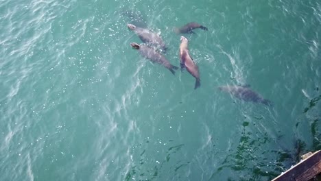 Sea-lions-swimming-and-playing-next-to-a-pier-in-Santa-Cruz-California