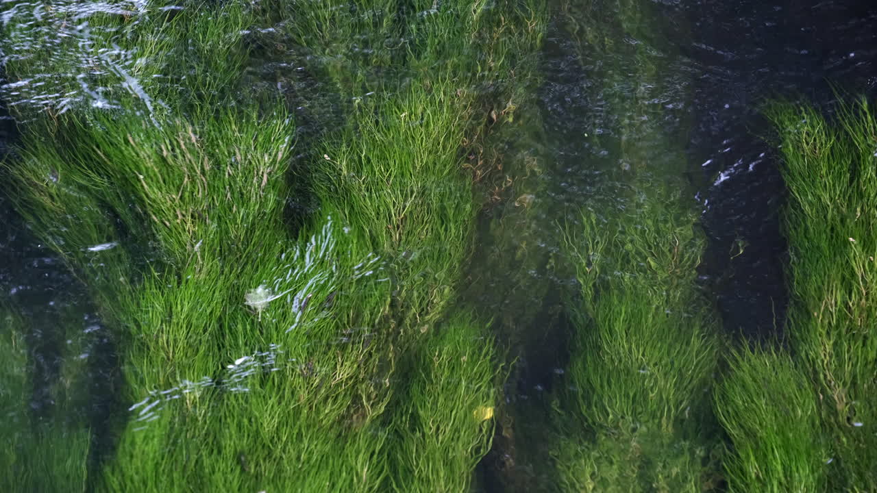 영국 워릭셔의 알세스터 근처 흐르는 강 화살에 흔들리는 무성한 녹색 강 잡초