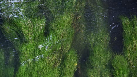 lush green river weed swaying in the flowing river arrow near alcester in warwickshire, uk