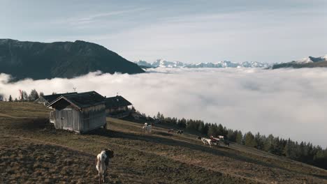 rebaño de vacas en un pasto alpino en los alpes italianos