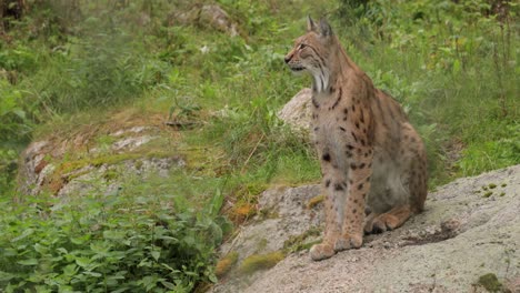 the eurasian lynx (lynx lynx) in the forest.