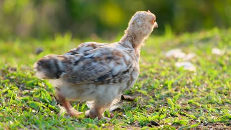 an adorable cute cockerel chick walking and grazing on a patch of grass