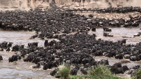 wildebeests crossing the mara river