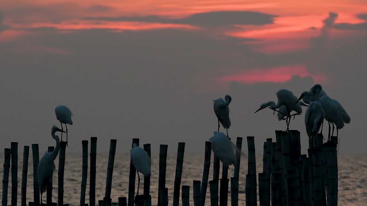 중대 백로, 일컬어 일반적인 백로 또는 큰 백로
