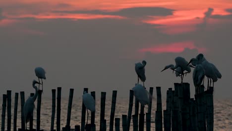 The-Great-Egret,-also-known-as-the-Common-Egret-or-the-Large-Egret