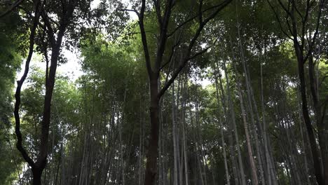 beautiful bamboo forest, renewable sustainable energy resource