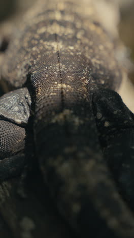 close-up of lizard scales