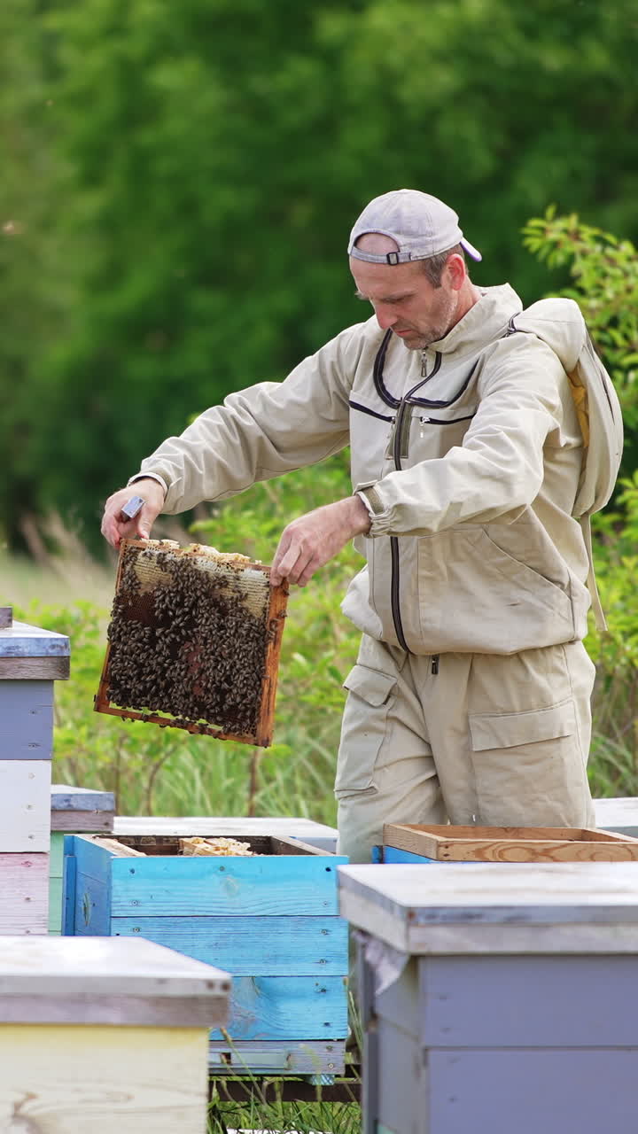 Beekeeper in protective clothes but in usual cap on his head working at apiary. Man examines heavy full frames coated with bees. Blurred backdrop. Vertical video