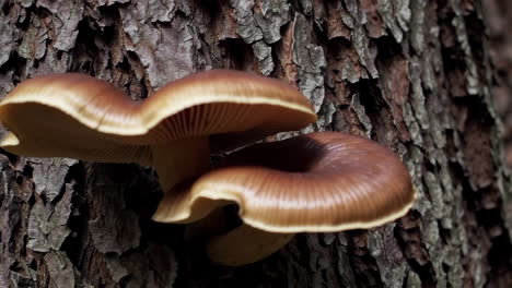 mushrooms growing on tree bark